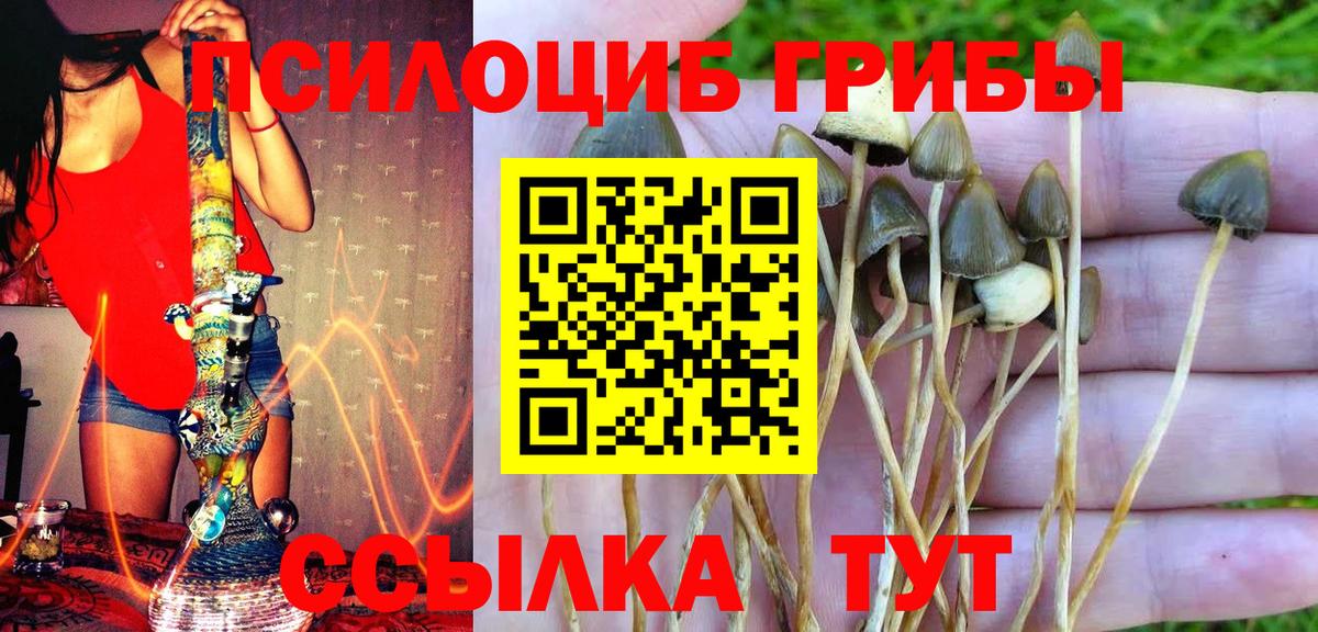 Псилоцибиновые грибы Psilocybine cubensis Обь
